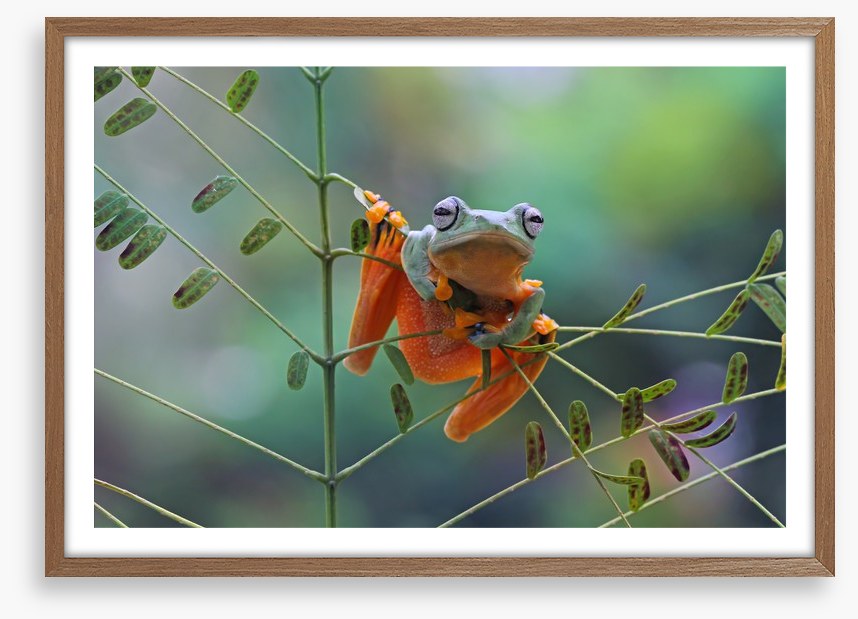 Reptiles / Amphibian