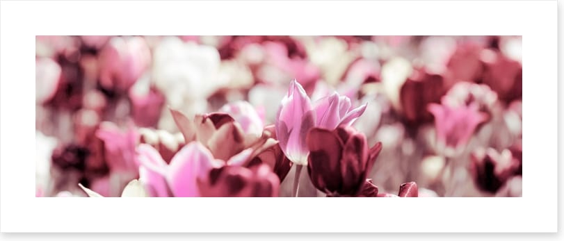 Rose tinted tulips