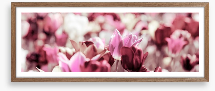 Rose tinted tulips