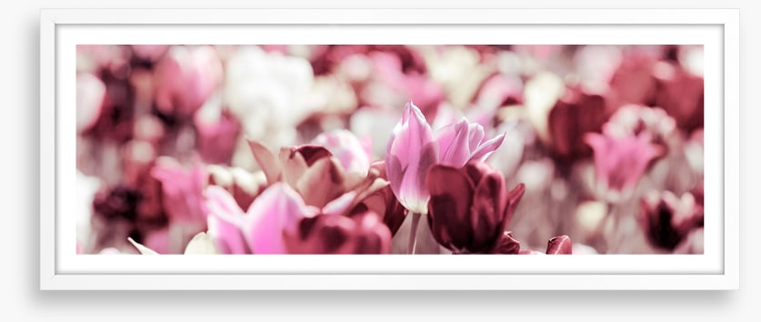 Rose tinted tulips