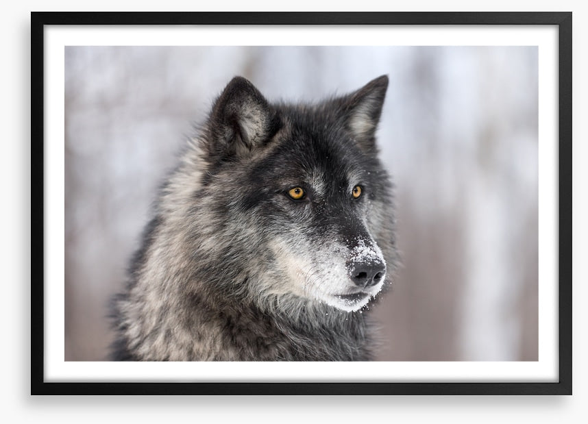 Waiting wolf