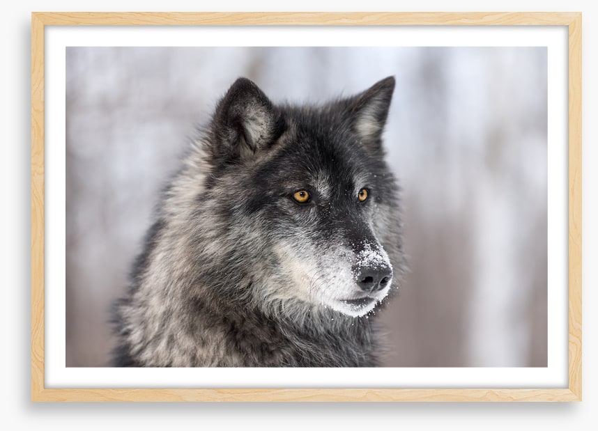 Waiting wolf