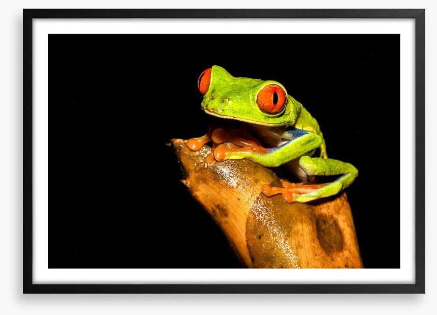 Reptiles / Amphibian