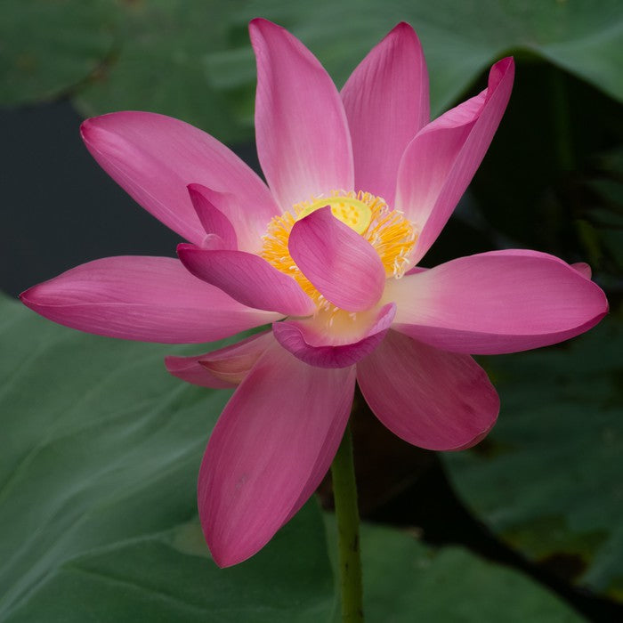 Water lily wonder