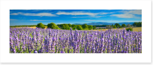 Lavender sunshine panorama