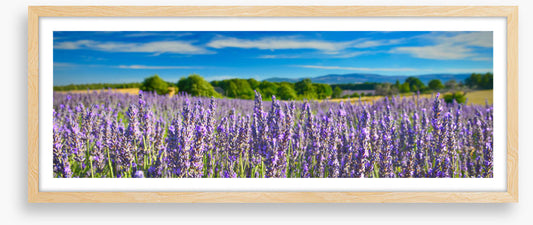 Lavender sunshine panorama