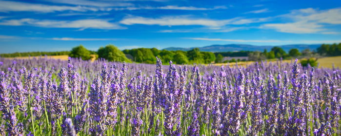 Lavender sunshine panorama