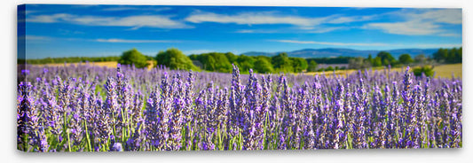 Lavender sunshine panorama