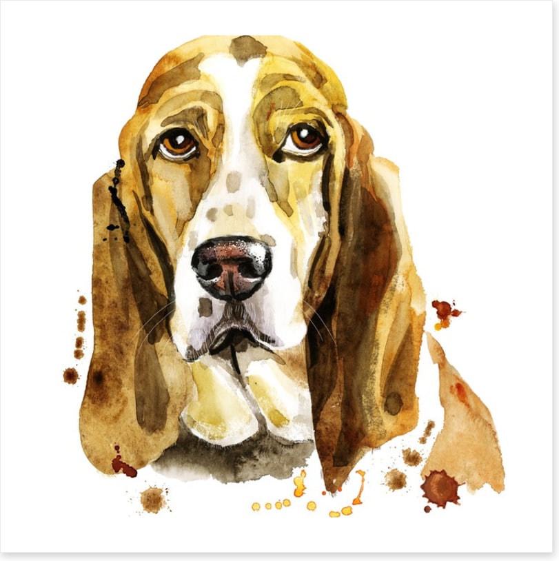 Basset hound blues