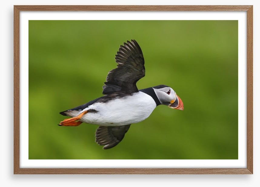 Puffin flight