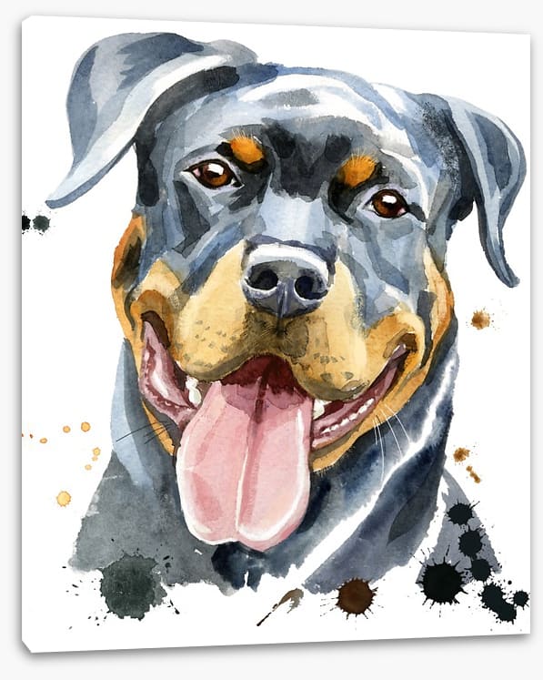 Rottweiler splash