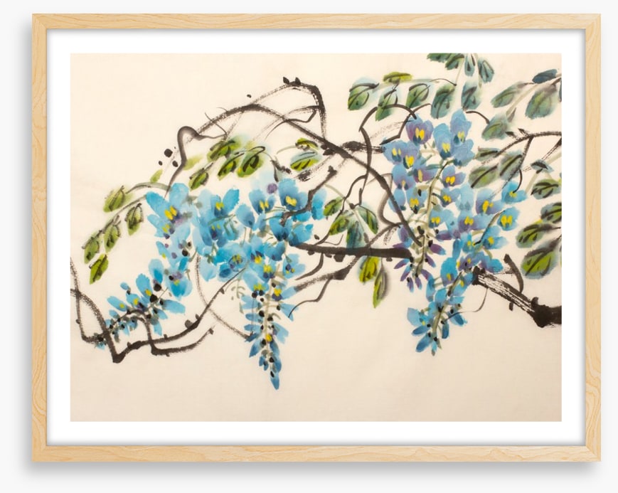 Blue wisteria