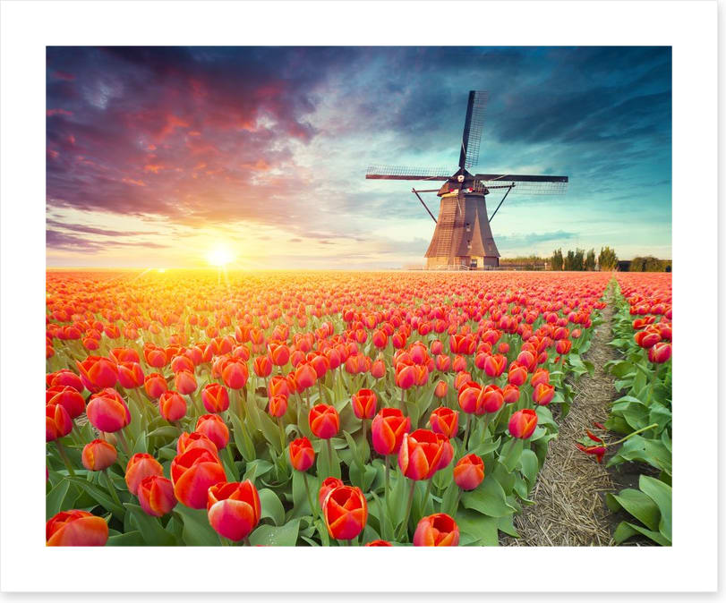 Red tulip windmill, Netherlands