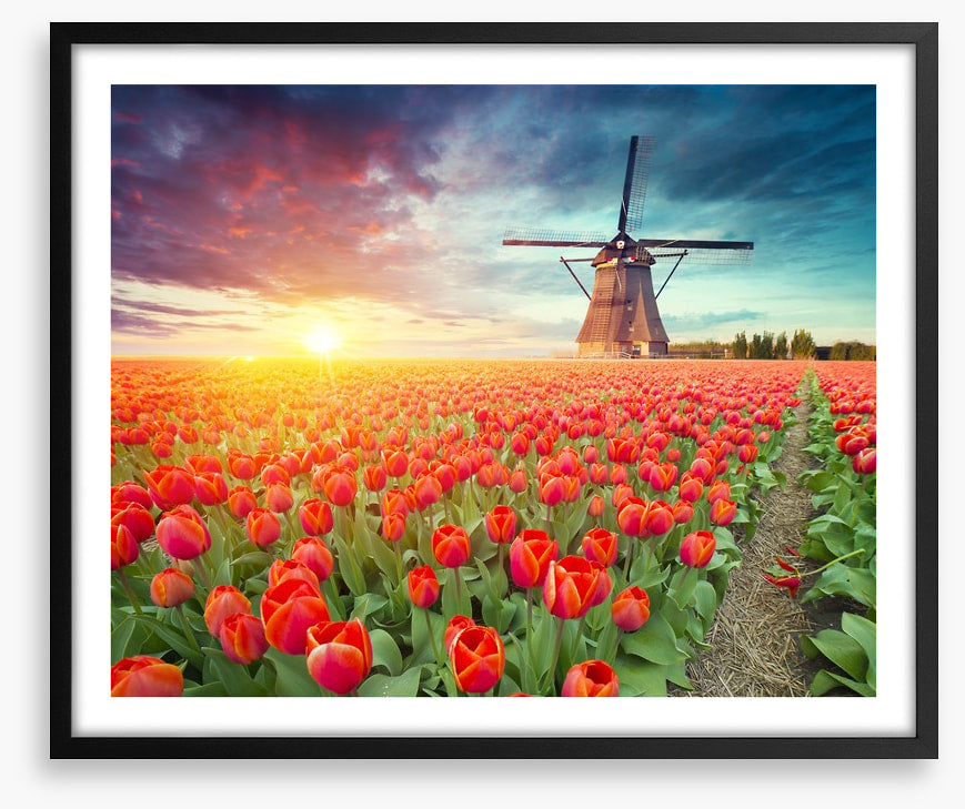 Red tulip windmill, Netherlands
