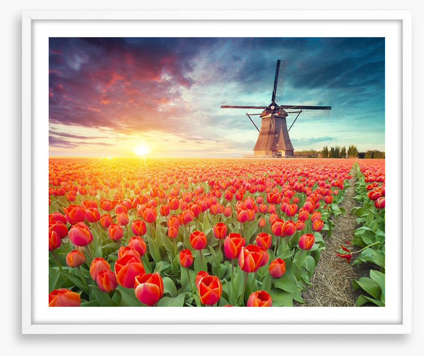 Red tulip windmill, Netherlands