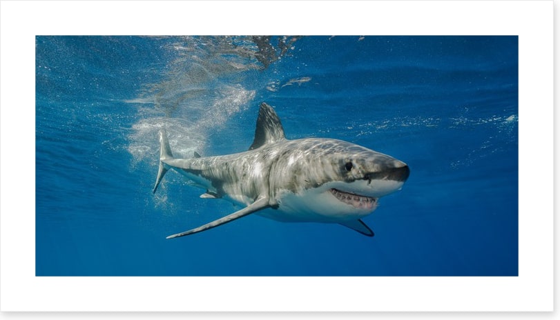 The smiling shark