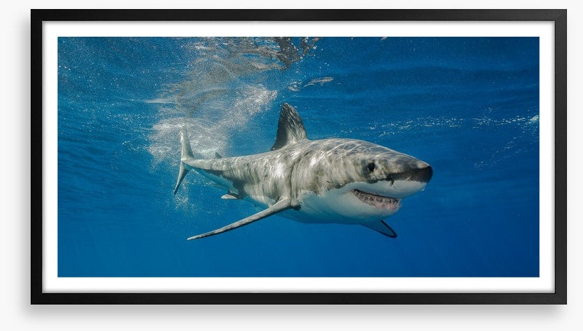 The smiling shark