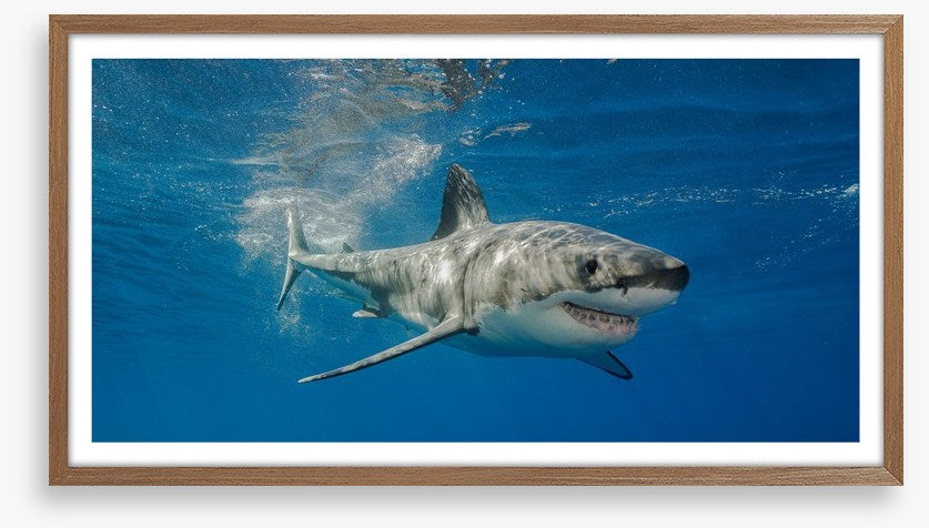 The smiling shark