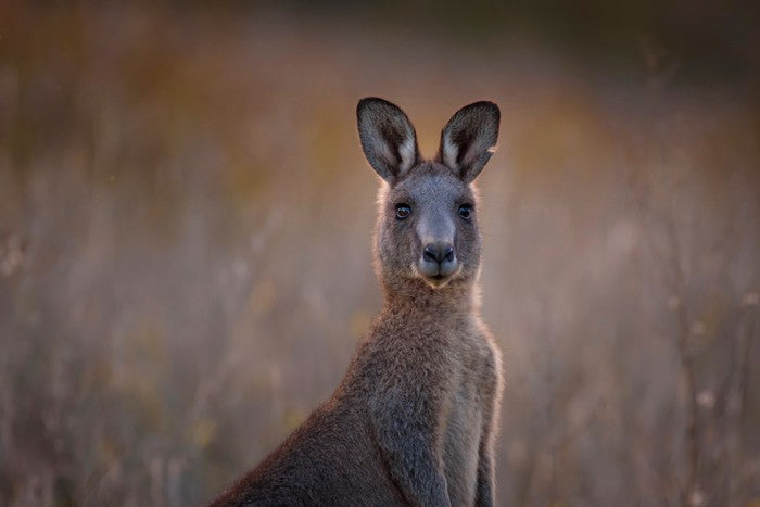 Wary wallaby