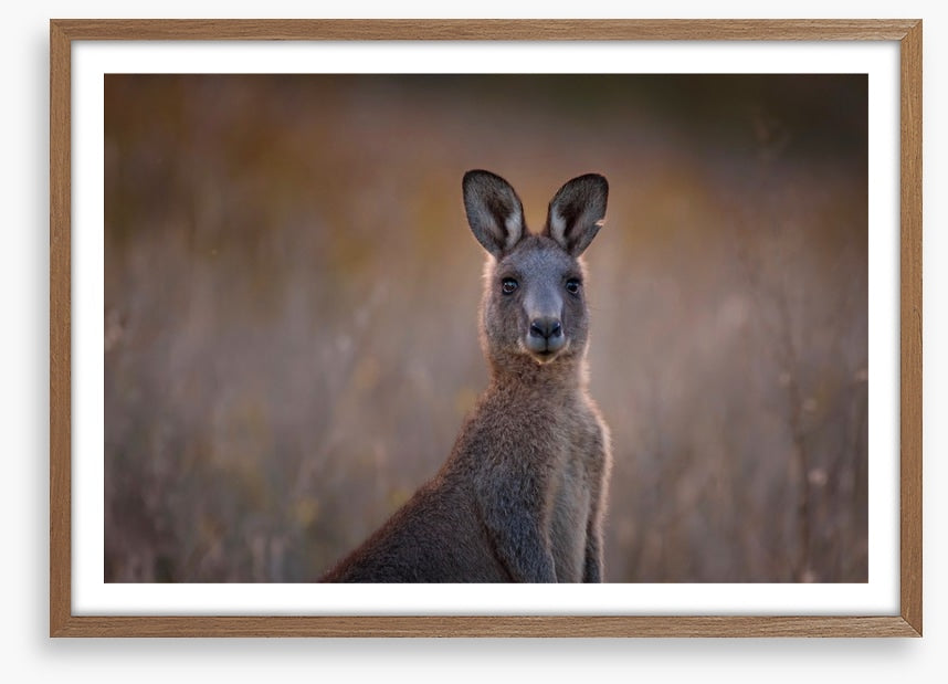 Wary wallaby