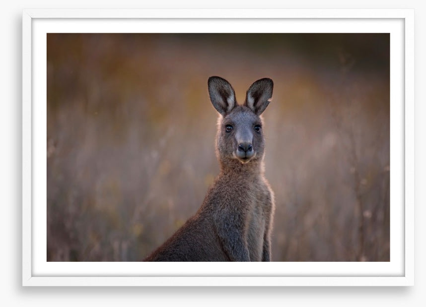 Wary wallaby