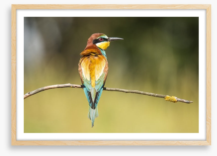 Balancing bee-eater