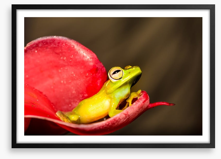 Reptiles / Amphibian