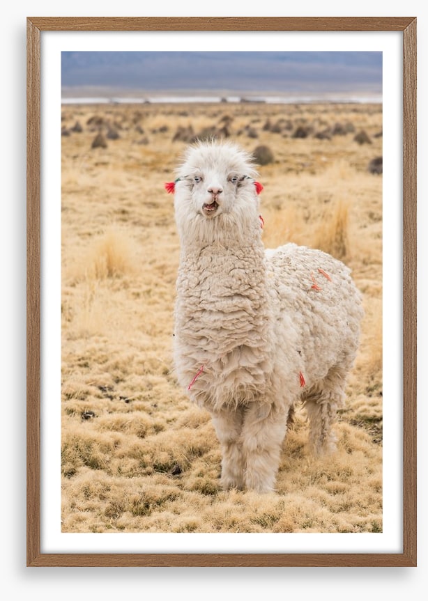 Alpaca alone