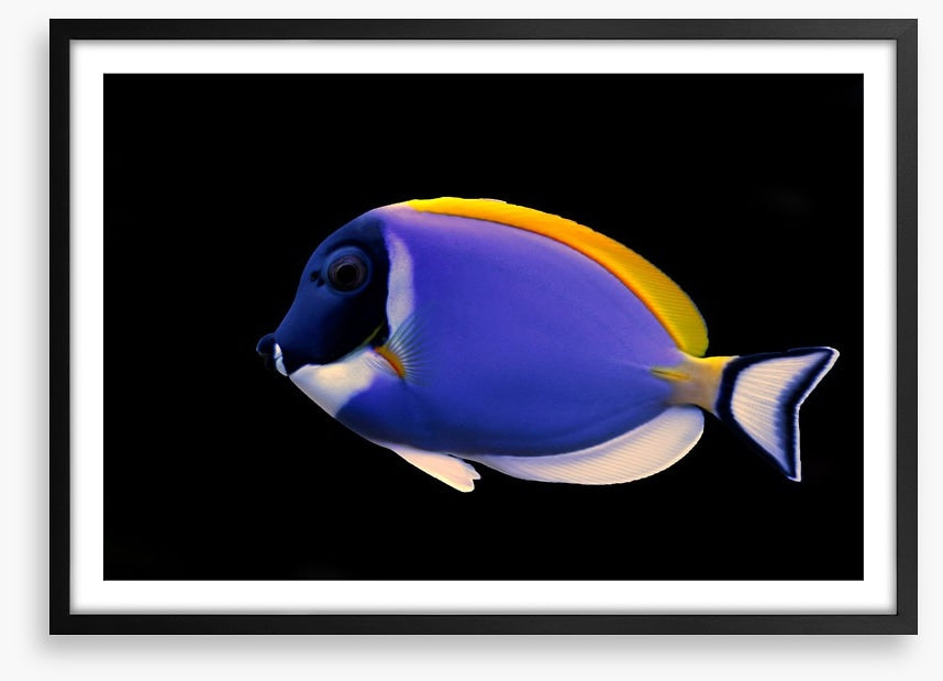 Fish / Aquatic