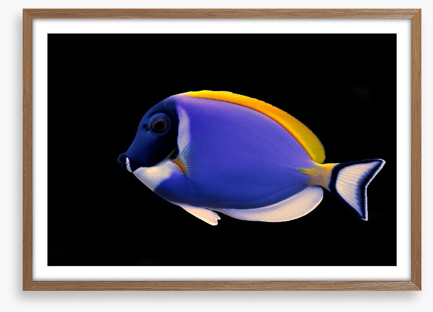 Fish / Aquatic