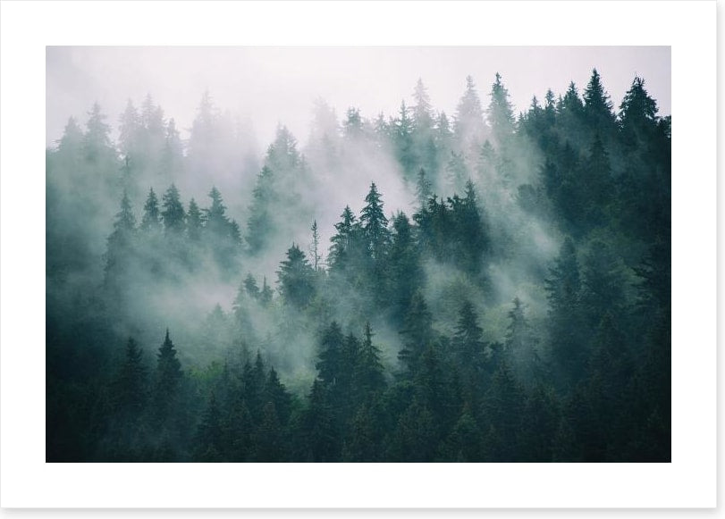 The fading forest