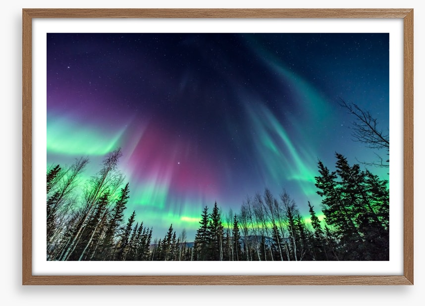 Borealis pines