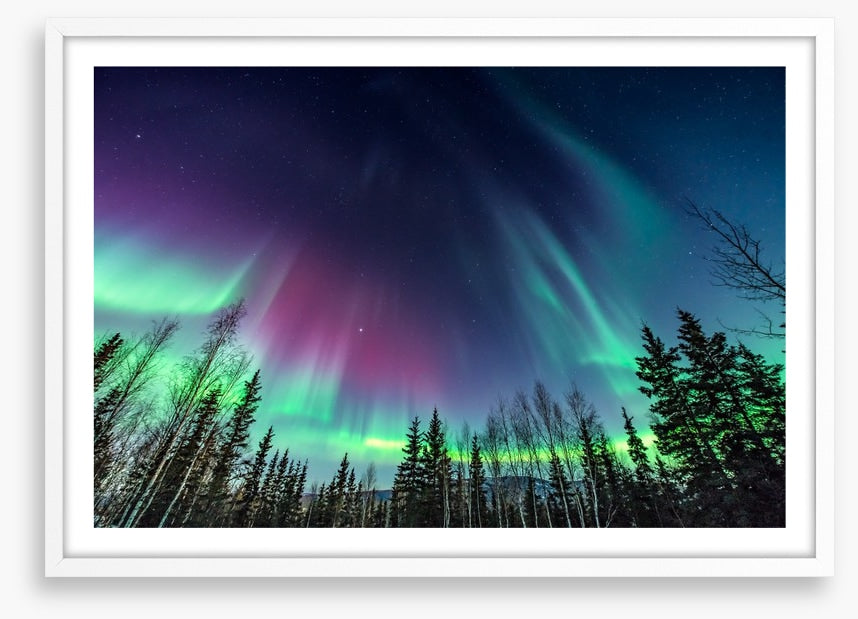 Borealis pines