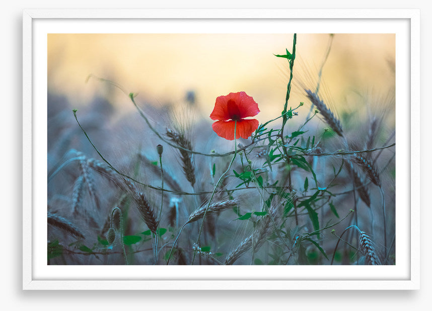 Poppy alone