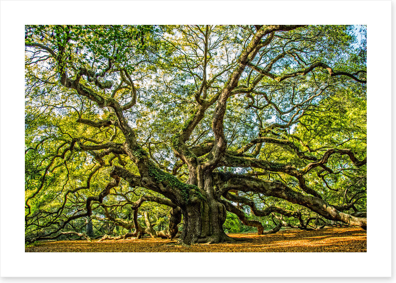 Angel oak