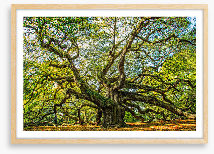Angel oak