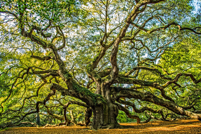Angel oak