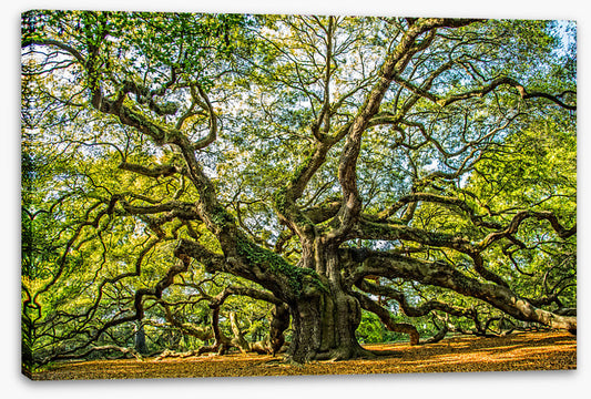 Angel oak