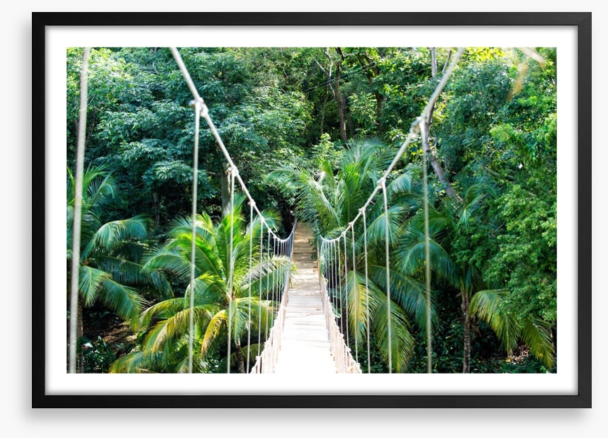 Into the jungle