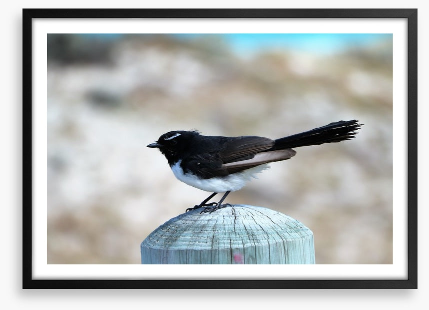 Little willie wagtail