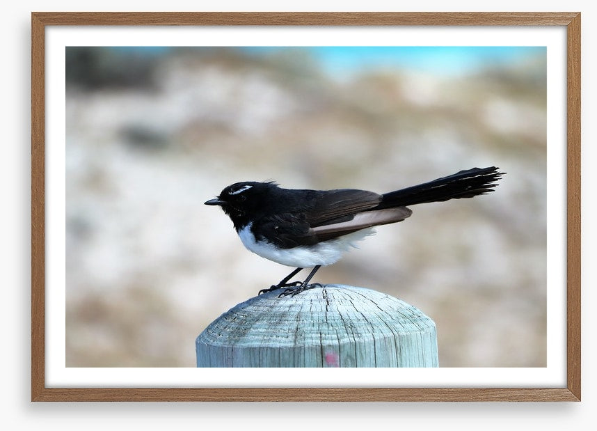 Little willie wagtail