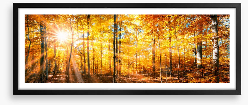 Autumn beams panorama
