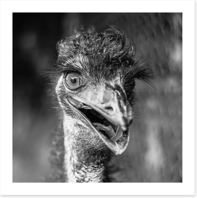 Happy emu