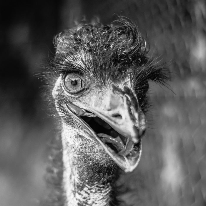 Happy emu