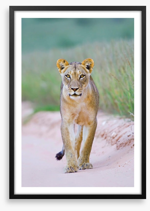 Queen of the Kalahari