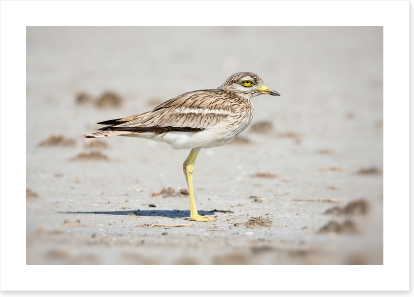 Solitary stone curlew