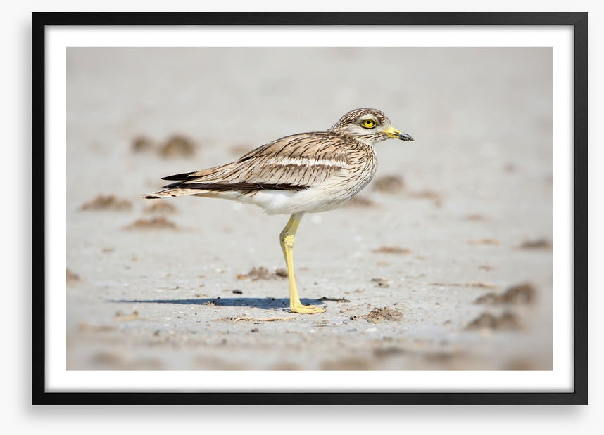 Solitary stone curlew