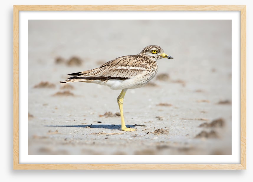 Solitary stone curlew