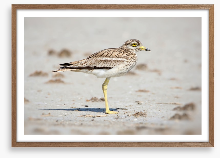 Solitary stone curlew