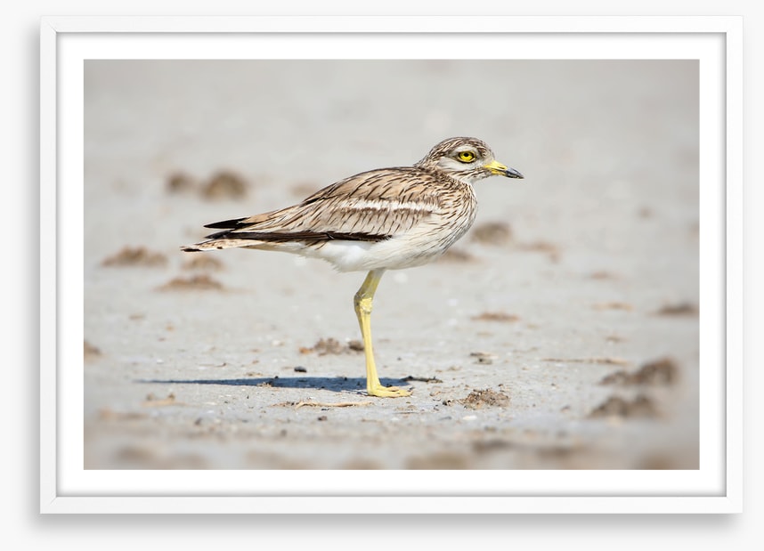 Solitary stone curlew
